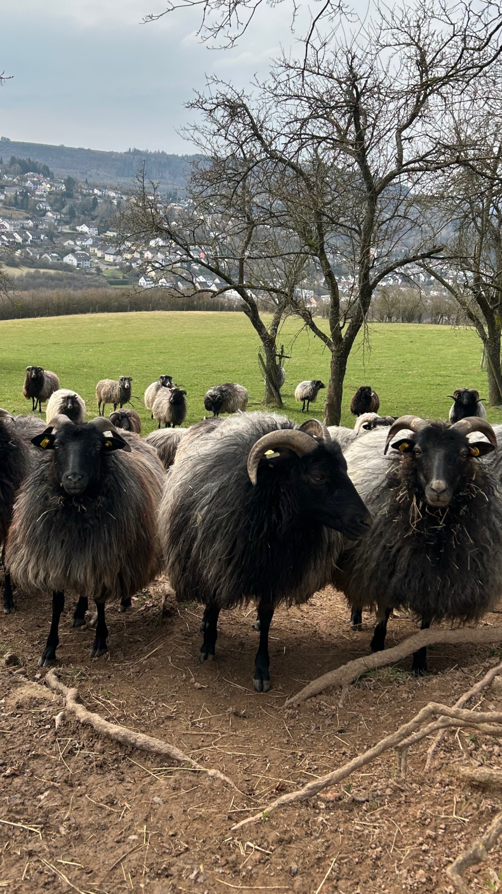 D95D75AD C9C5 49D1 BB38 69BB181E430E (1)